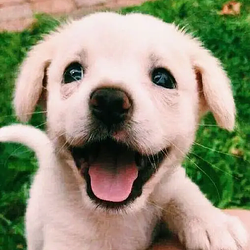 cutie / SOL
