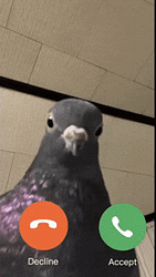 $PIGEON / SOL