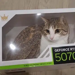 GPU / NVDA