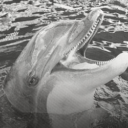 Notchfin