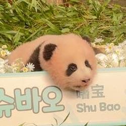 曙宝