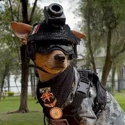 Comando