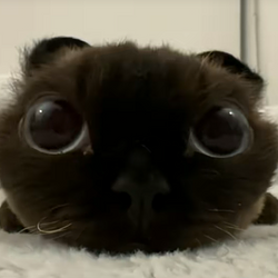 CHOU