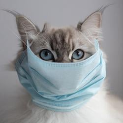 MASKCAT