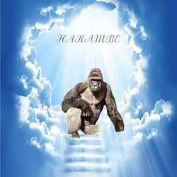 harambe / USDC