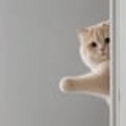 holdcat (holdcat) logo
