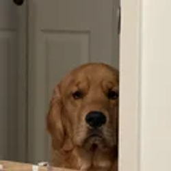 PeekDog / SOL