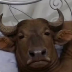 SBULL