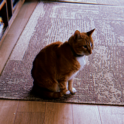 Hobbes / SOL