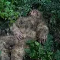 Sasquatch / SOL