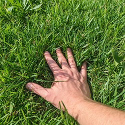 GRASS