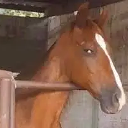 STABLE / SOL