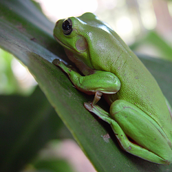frogs