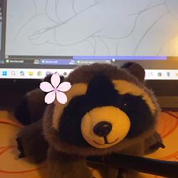 FLRACCOON