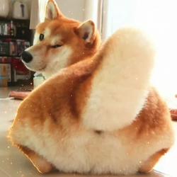 Inus