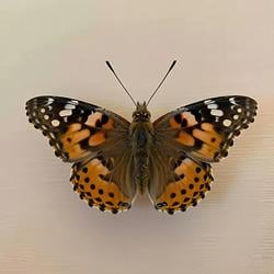butterfly / SOL