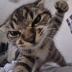 PUNCHCAT