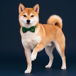 DOGDAGGY