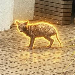 タヌキ