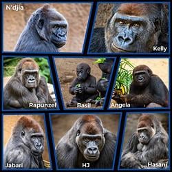 APE