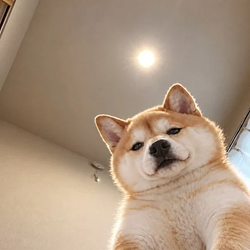 inu