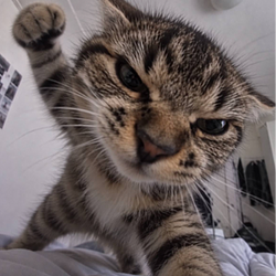 CATFUN