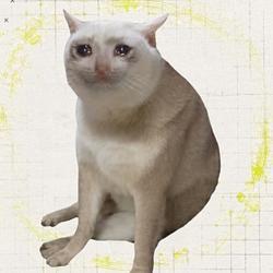 Cashcat / SOL