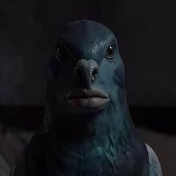 PIGEON