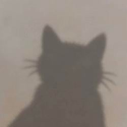 cat / SOL