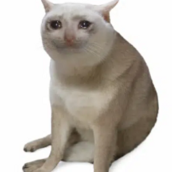 CASHCAT