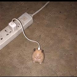 MOUSE