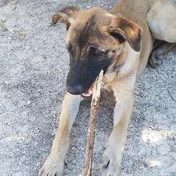 DOG WITH STICK / BNB