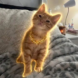 SIMBA / SOL