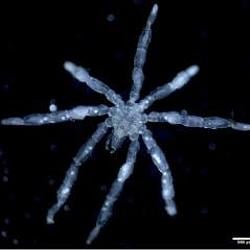 Callipallene