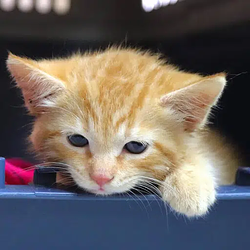 SIMBA