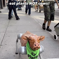 Robot Cow