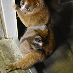 Loris