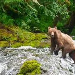 Tongass