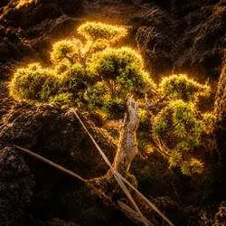 Dendroseris