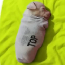 dog in sock