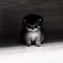 AURACAT / SOL