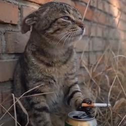 CATINU