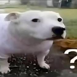 ?DOG