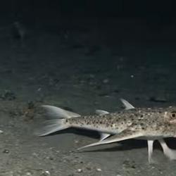 DARWINI