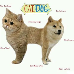 CateDoge / SOL