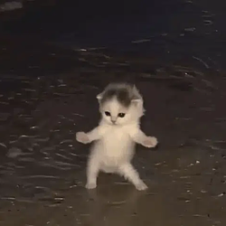 gifcat