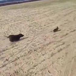 The Chase