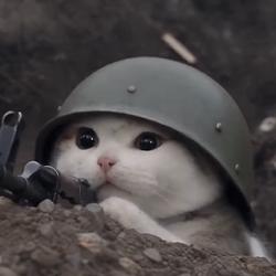 trenchcat
