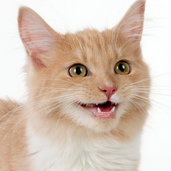 CHILL CAT