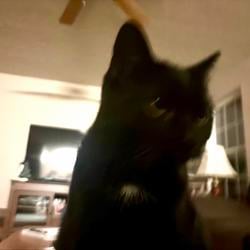 song